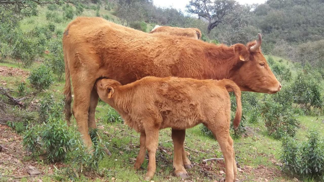 Vila Verde de Ficalho Agroturismo Flores Do Campo 빌라 외부 사진