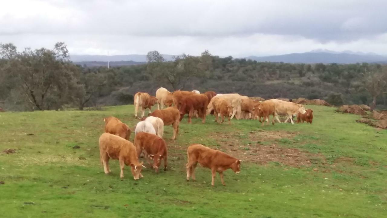 Vila Verde de Ficalho Agroturismo Flores Do Campo 빌라 외부 사진