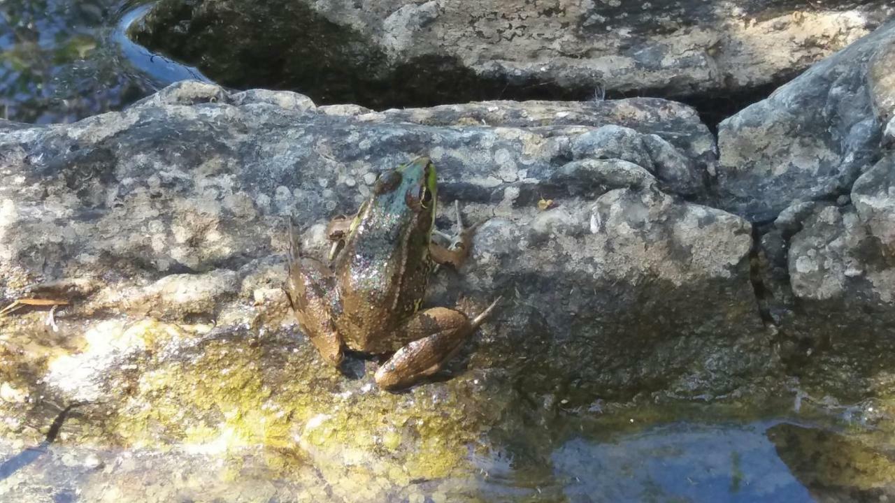 Vila Verde de Ficalho Agroturismo Flores Do Campo 빌라 외부 사진