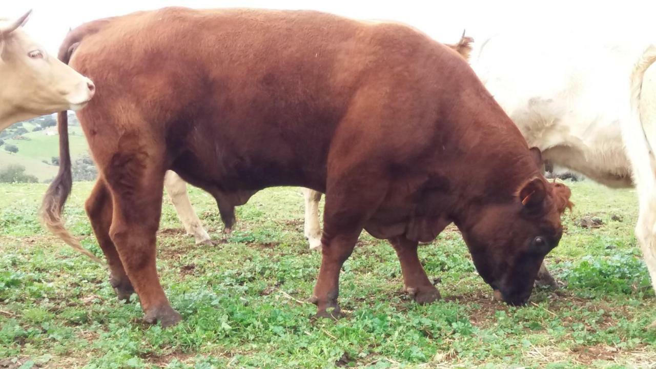 Vila Verde de Ficalho Agroturismo Flores Do Campo 빌라 외부 사진